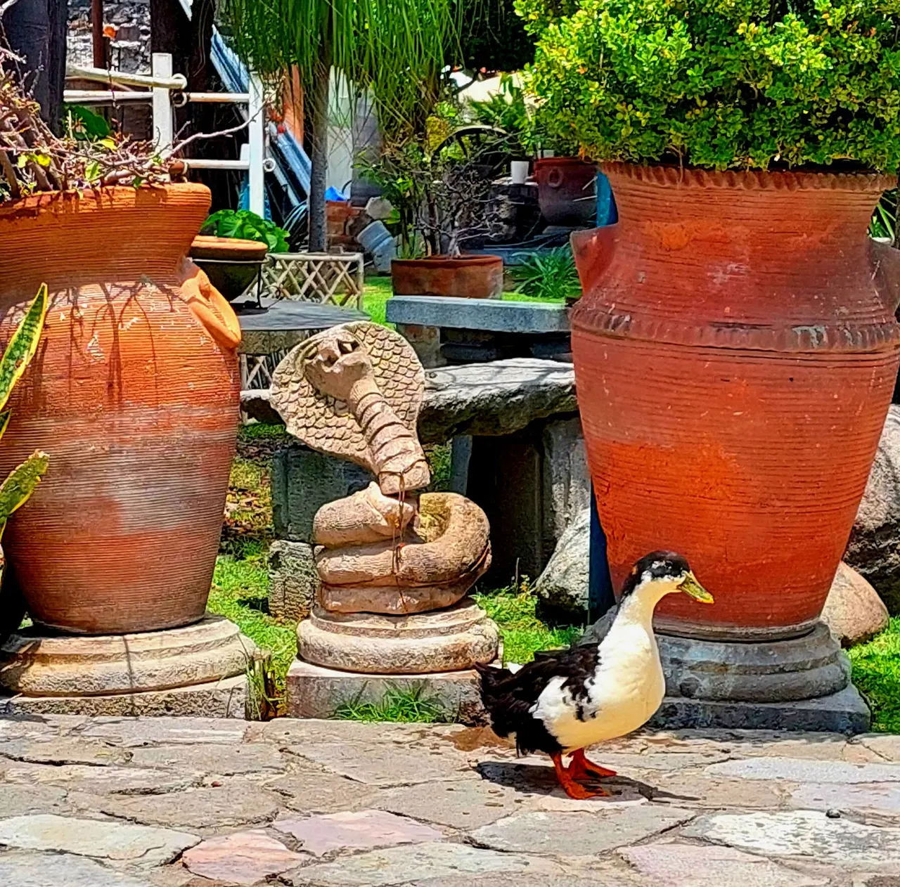 Uno de nuestros patos paseando por el jardín