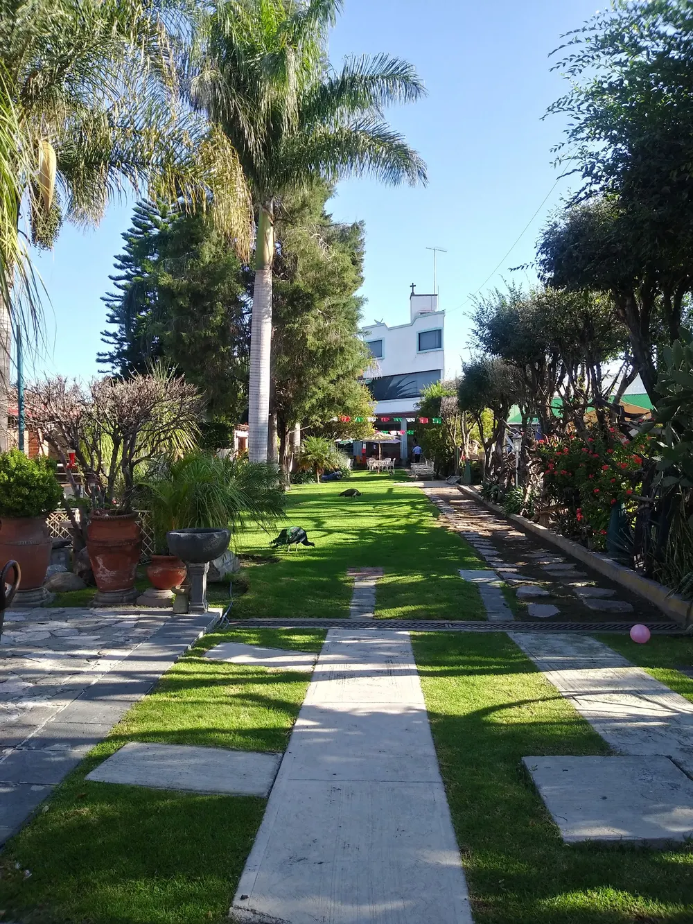 Jardín con pavorreales sueltos, ideal para pasear antes o después de desayunar
