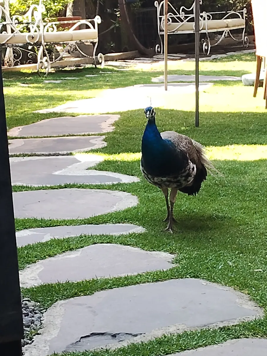 Pavorreal caminando en el jardín de El Gallinero